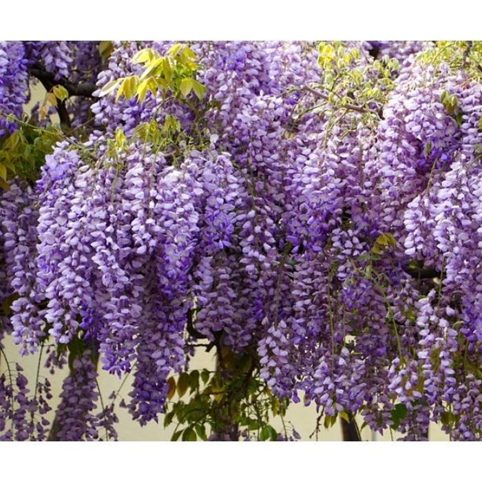Vistéria japonská - Wisteria brachybotrys