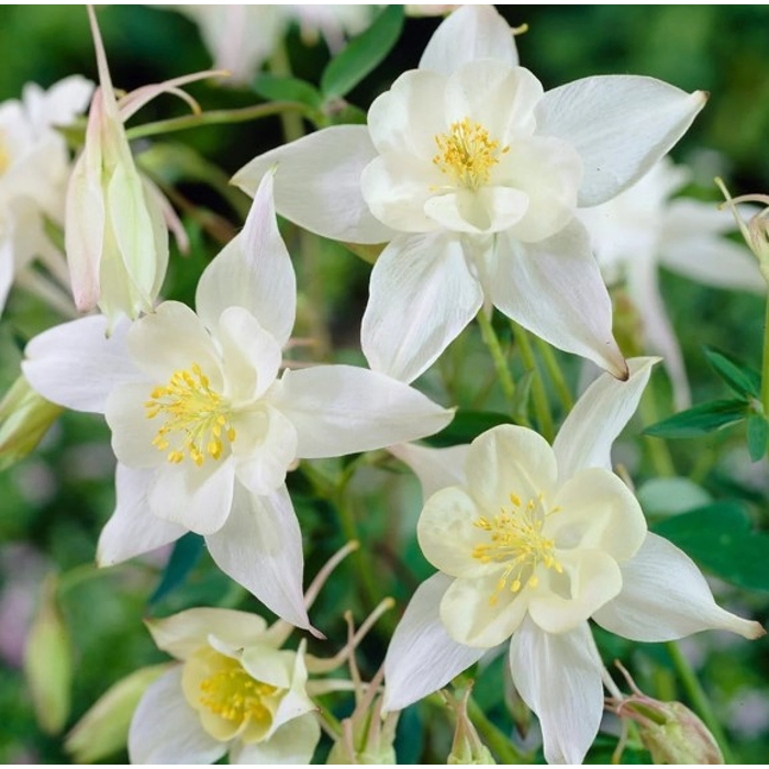 Aquilegia caerulea 'Spring Magic Yellow'
