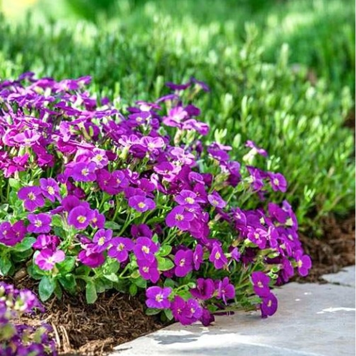 Aubrieta 'Axcent Violet with Eye'