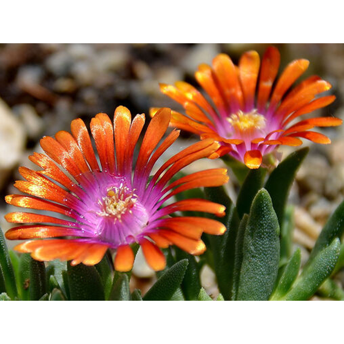 Delosperma ´Chameleon´