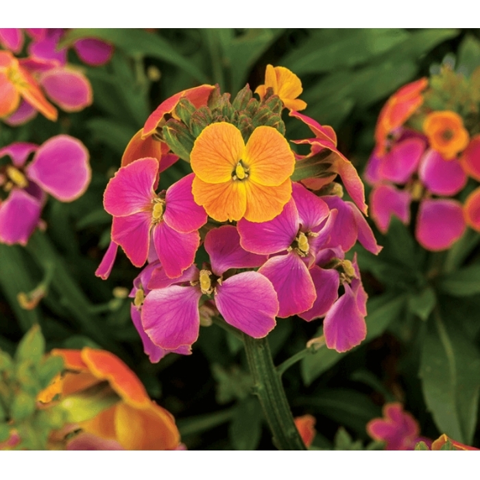 Erysimum linifolium ´Erysistible Magenta´ 