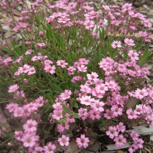 Gypsophila cerastioides ´Fleur White´ P13