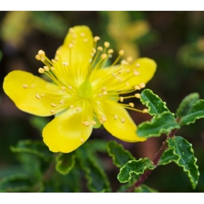 Hypericum calycinum P15