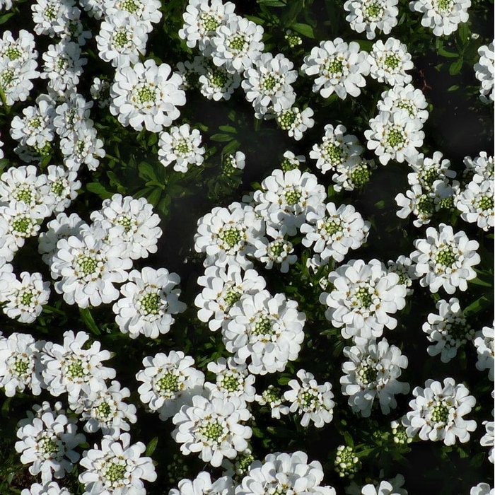 Iberis sempervirens ´Snowsurfer Compact´