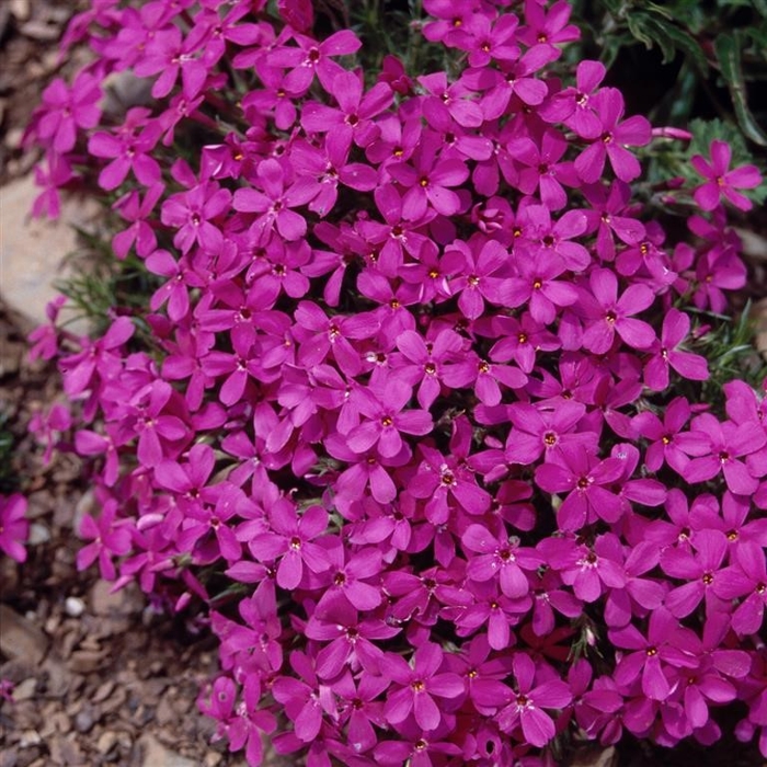 Flox