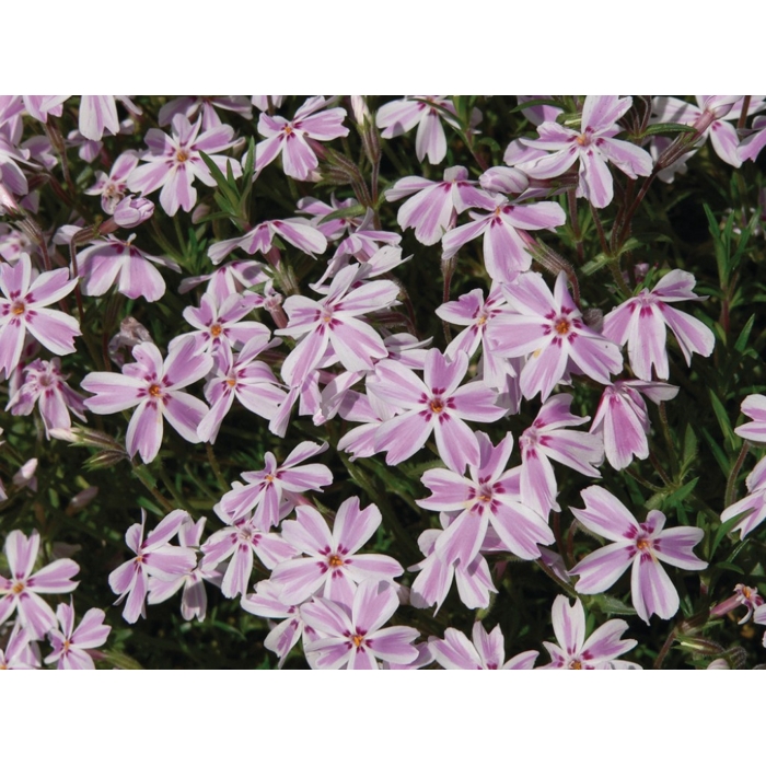 Flox šidlolistý - Phlox subulata 