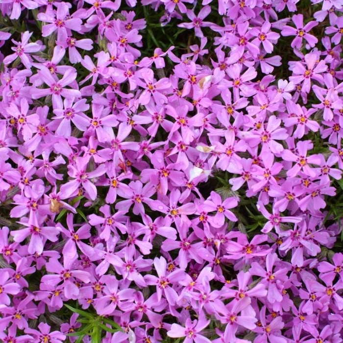 Flox šidlolistý - Phlox subulata 'Amazing Grace White with Eye'