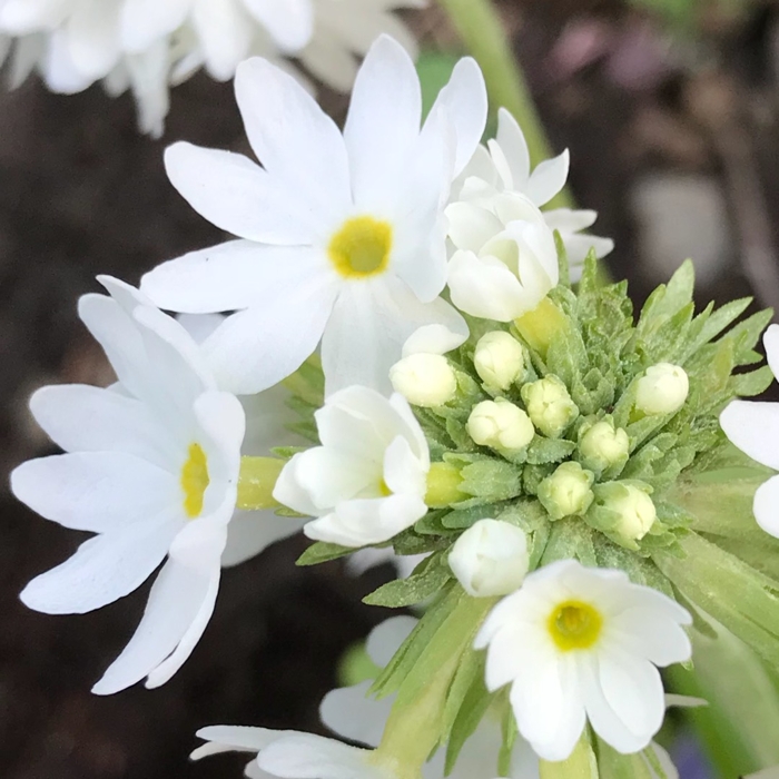 Primula denticulata