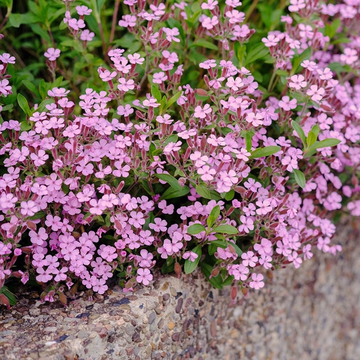 Saponaria x Olivana