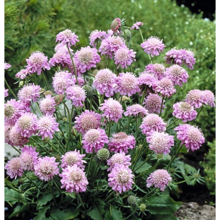Scabiosa japonica