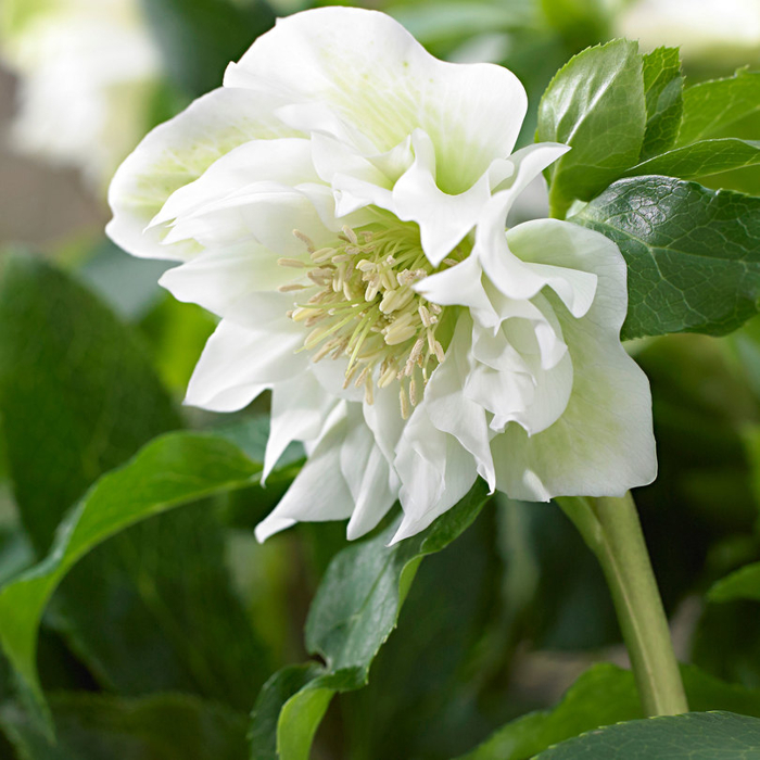 Helleborus Niger ´Christmas Carol´ P12