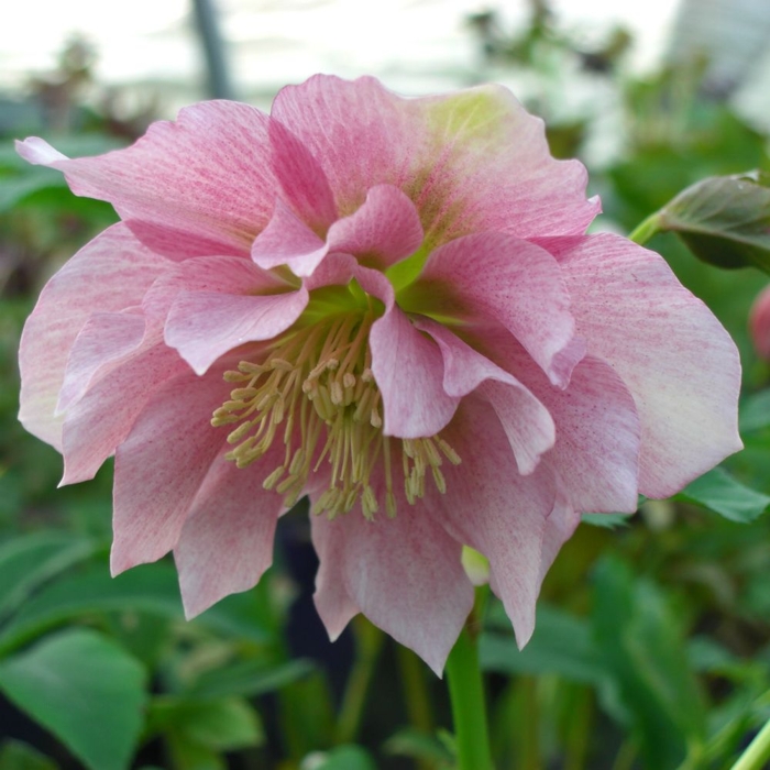 Helleborus Niger ´Christmas Carol´ P12