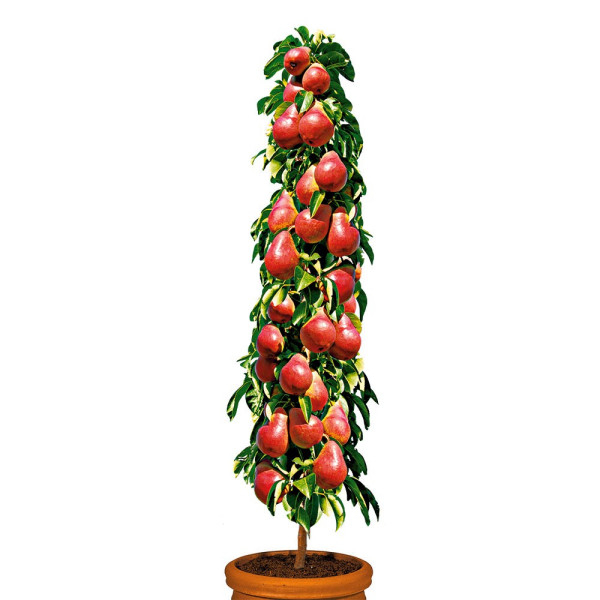 Hruška - Pyrus communis 'Crimson Star' - stĺpovitá