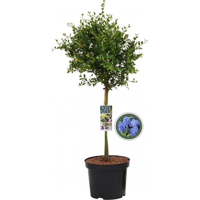 Ceanothus impressus ‘Victoria’ Co10L