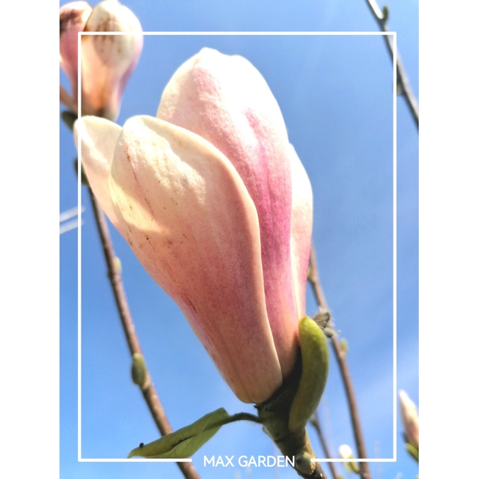 Magnolia 'Black Tulip'  Co15L  150/200 (mladý strom)