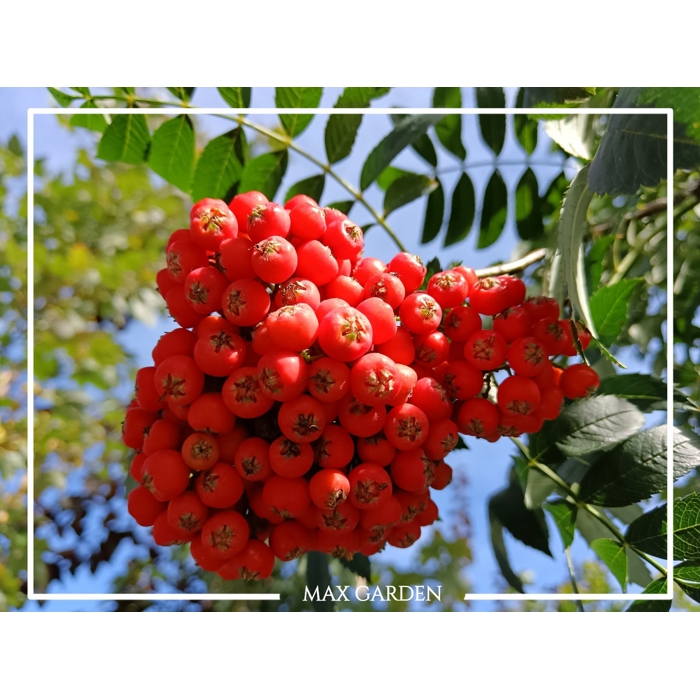 Sorbus Aucuparia ´Lutescens´ - Jarabina mukyňova 