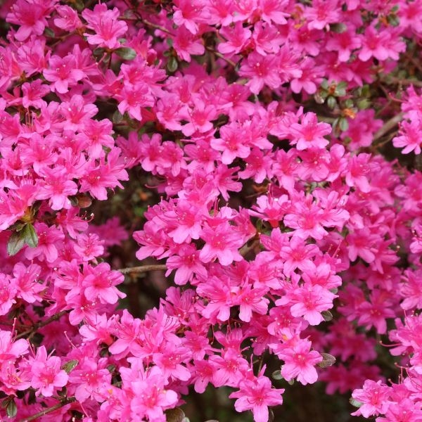 Azalka japonská - Azalea japonica  'Hotshot Variegata'  Veľkosť: 20-30
