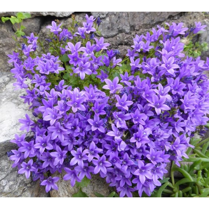 Campanula portenschlagiana 'Nina'  P10,5