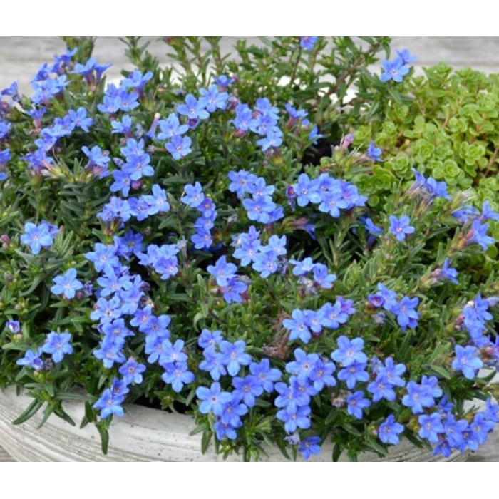 Lithodora diffusa ´Grace Ward´