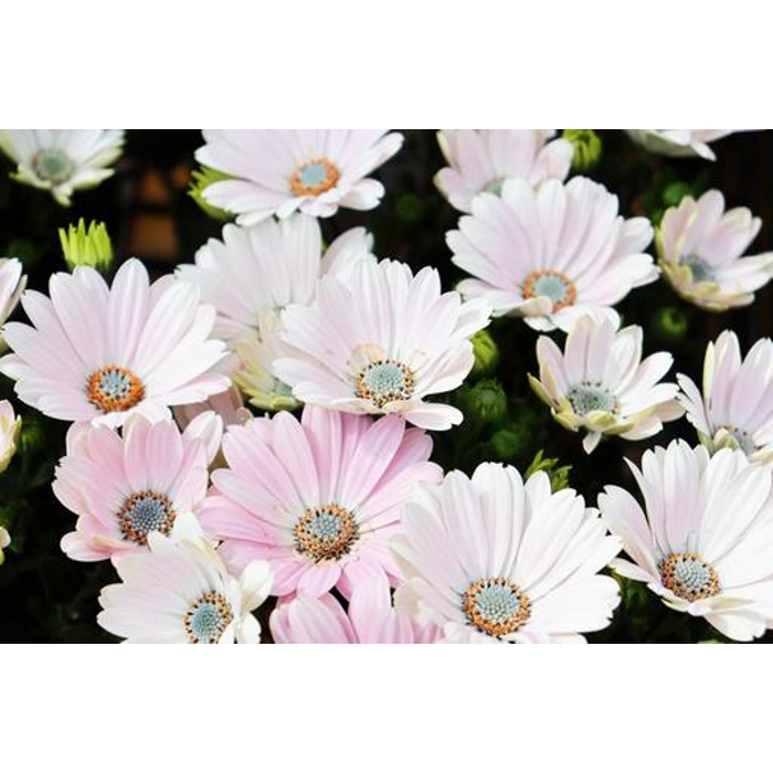 Osteospermum ´Bordová´ Co0,5L