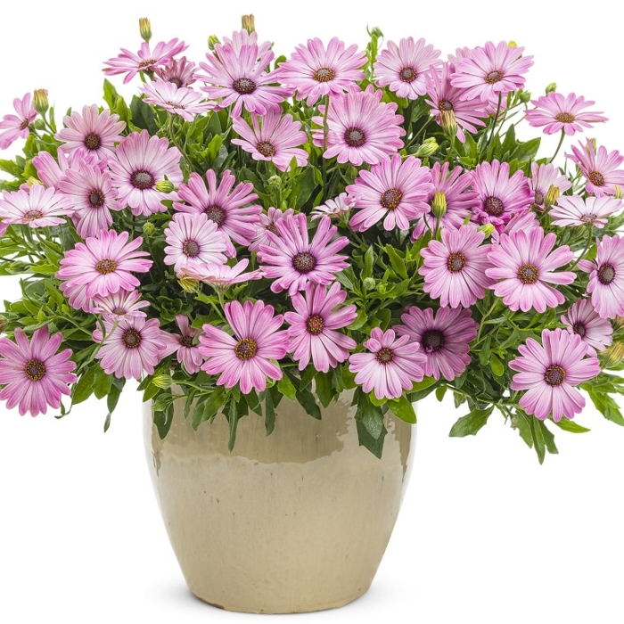 Osteospermum ´Bordová´ Co0,5L