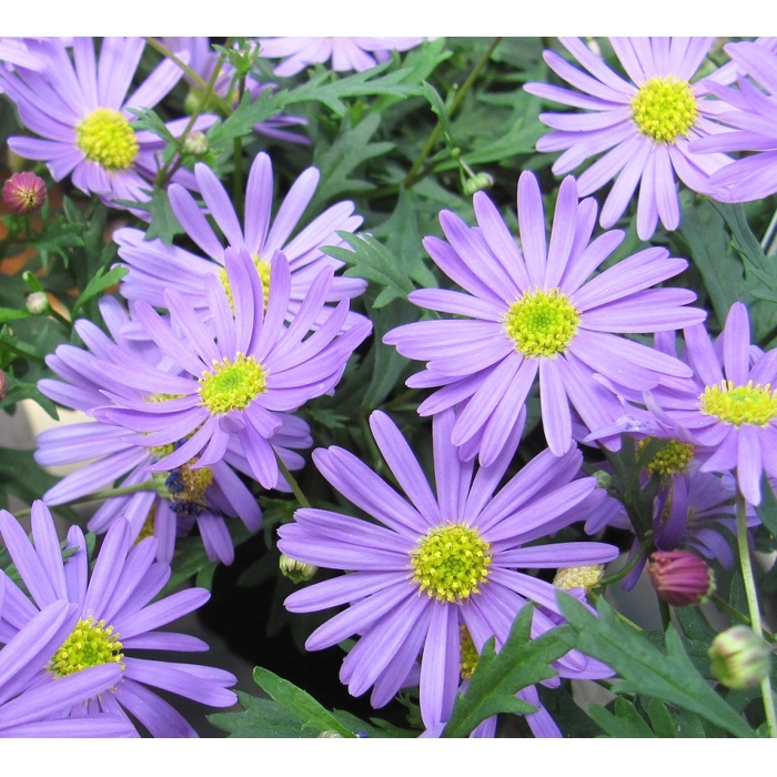 Brachyscome