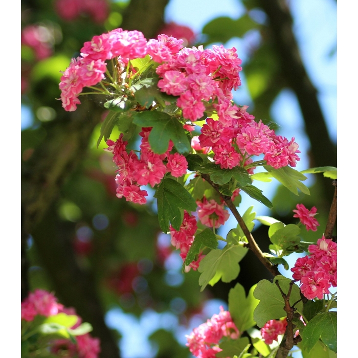 Hloh krivokališný - Crataegus laevigata 'Paul's Scarlet'  Co25L - vysokokmeň