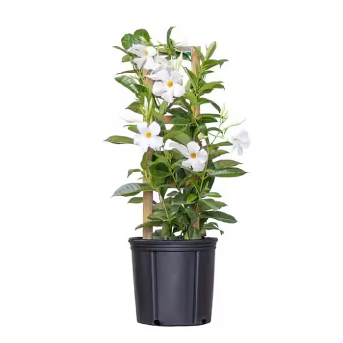 Mandevilla hybrida ´Rio White´ P17