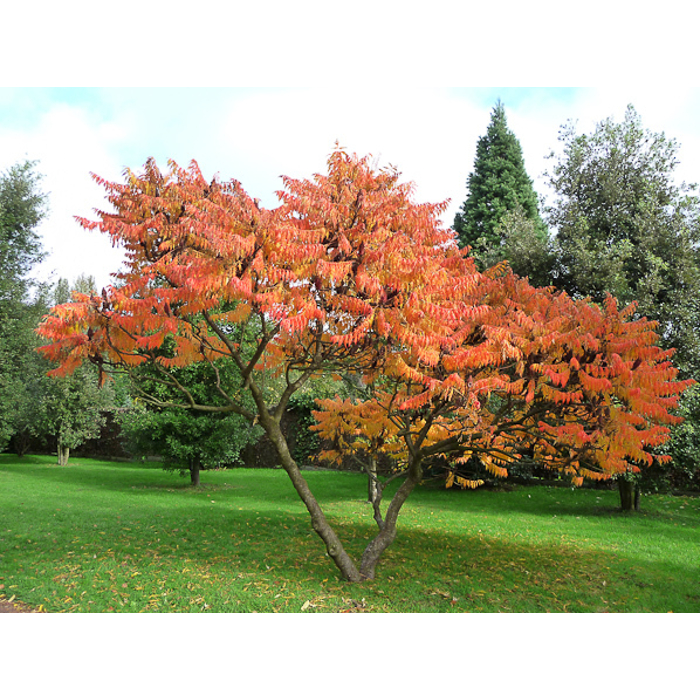 Rhus typhina ´Dissecta´  Co7,5L  150/200