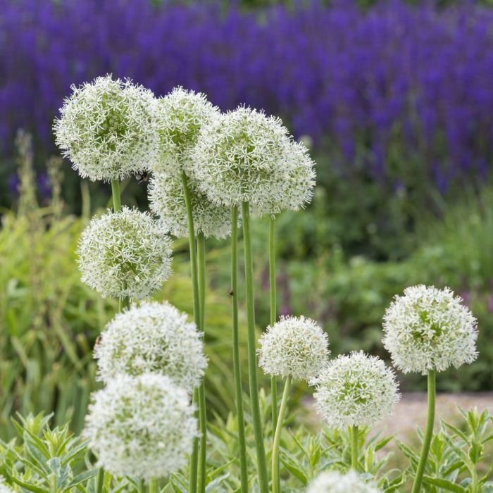 Okrasný Cesnak Obrovský  - Allium Giganteum Co5L
