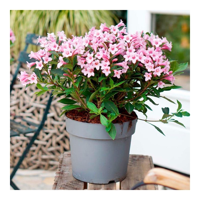 Weigela ´Pink Princess´Co2L