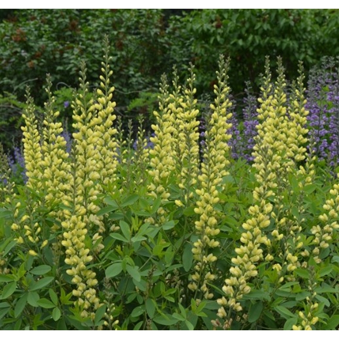 Babtíza - Baptisia ´Carolina Moonlight´