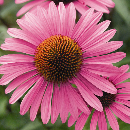 Echinacea Primadonna Weiss