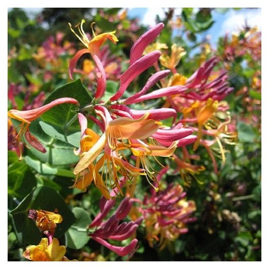 Zemolez -  Lonicera x heckrottii ‘Goldflame’  Co2L 60/80