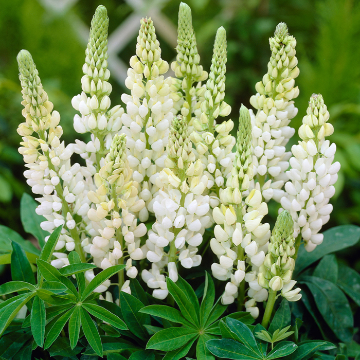 Lupínia mnoholistá - Lupinus polyphyllus ´Gallery Blue´ -  Co11