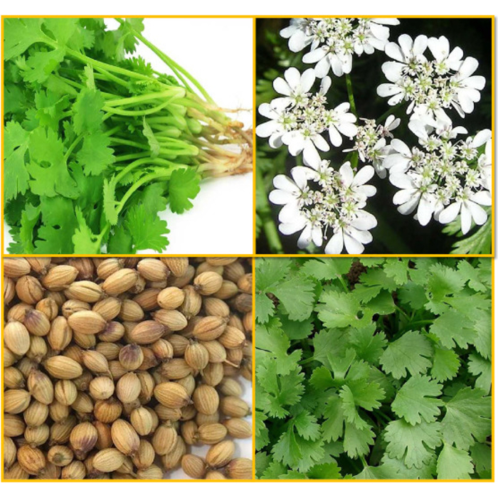 Koriander - Coriandrum sativum