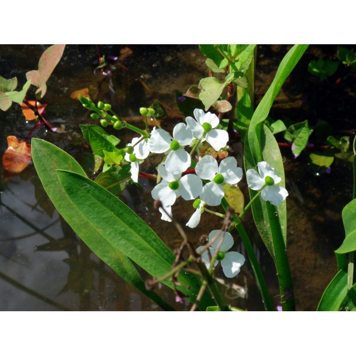 Sagittaria graminea