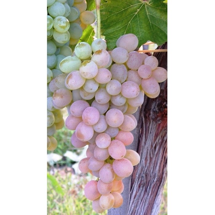 Vinič stolový - Vitis vinifera 'Skazka' - ružové bezsemenné KM20