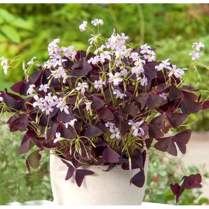 Oxalis triangularis