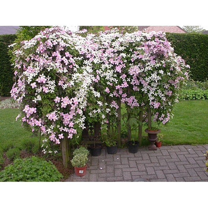 Plamienok - Clematis montana 'Tetrarose' Co2L 60/80