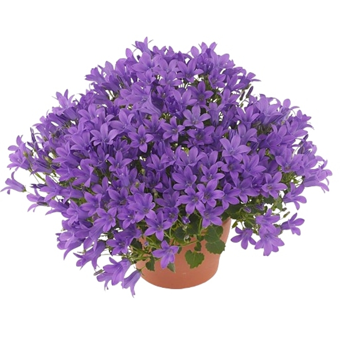 Campanula portenschlagiana 'Kris'