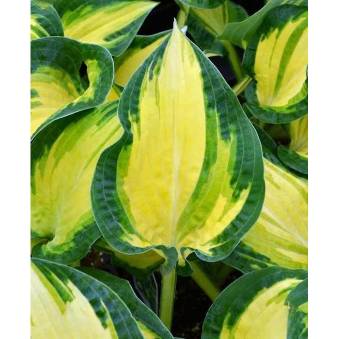 Funkia - Hosta ´Fire and Ice´  P14