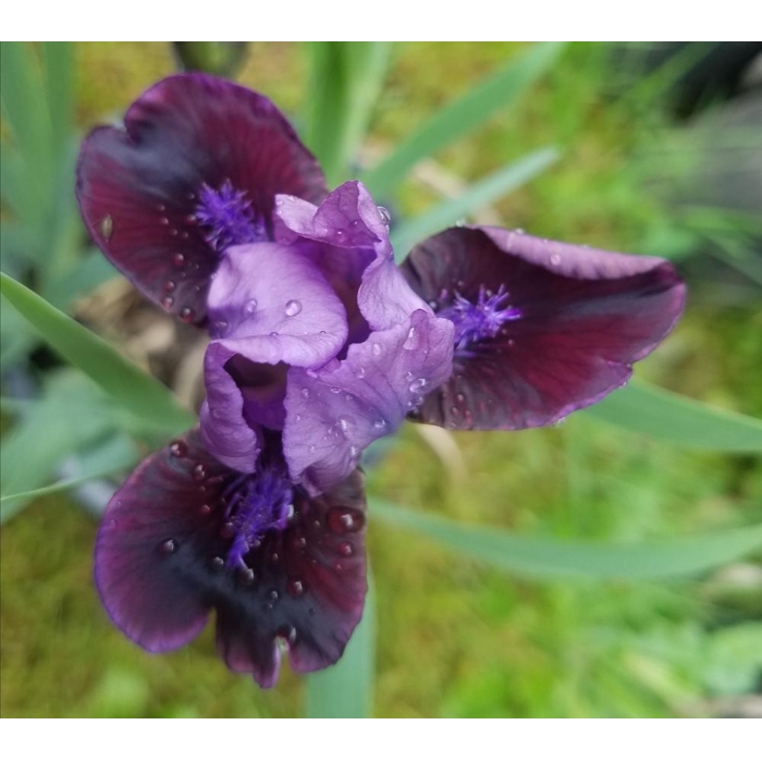 Iris germanica ´Golden Apple´ Co11 10/15
