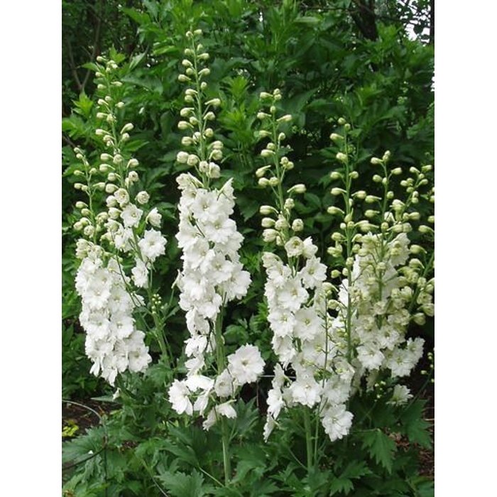 Delphinium cultorum 'Fountain White'