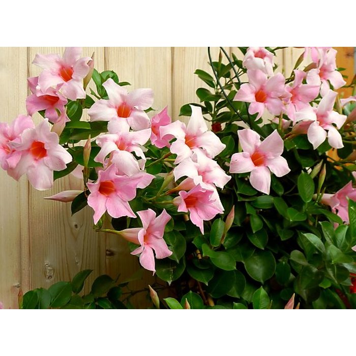 Mandevilla hybrida - ružová P17