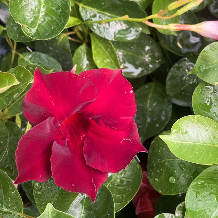 Mandevilla hybrida ´Grande Red´ Co3,25L  70/80