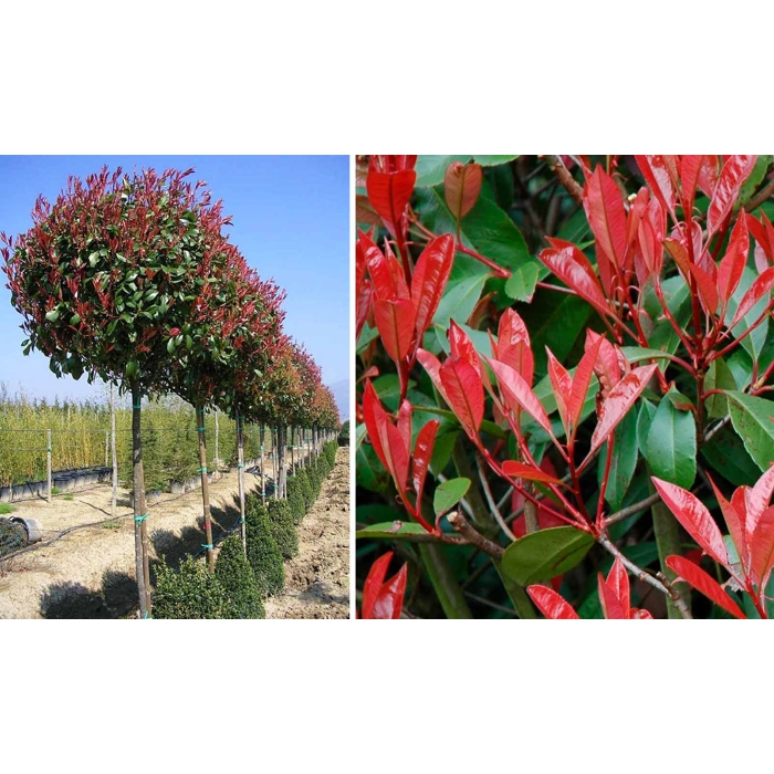 Červienka, Fotínia - Photinia fraseri Red Robin Co18-25L vysokokmeň
