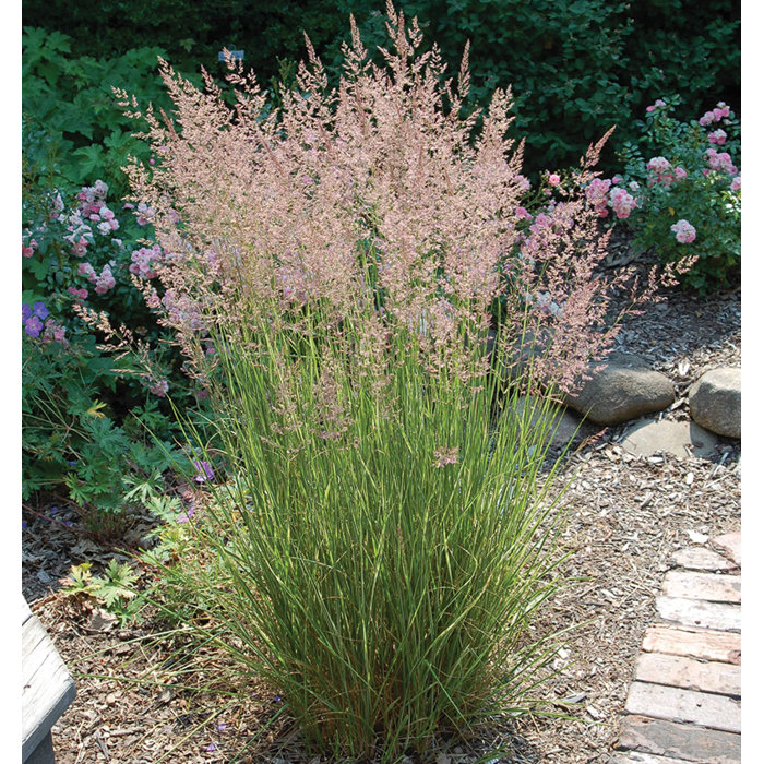 Calamagrostis x acutiflora 'Overdam'