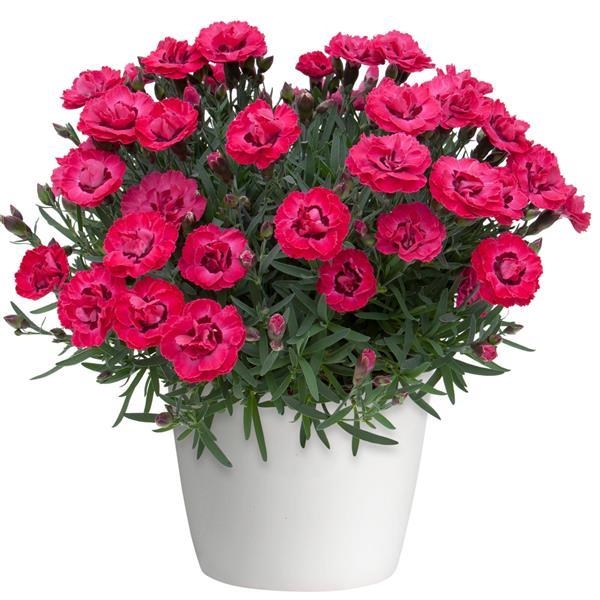 Dianthus gratianopolitanus 'Pink Kisses' P12