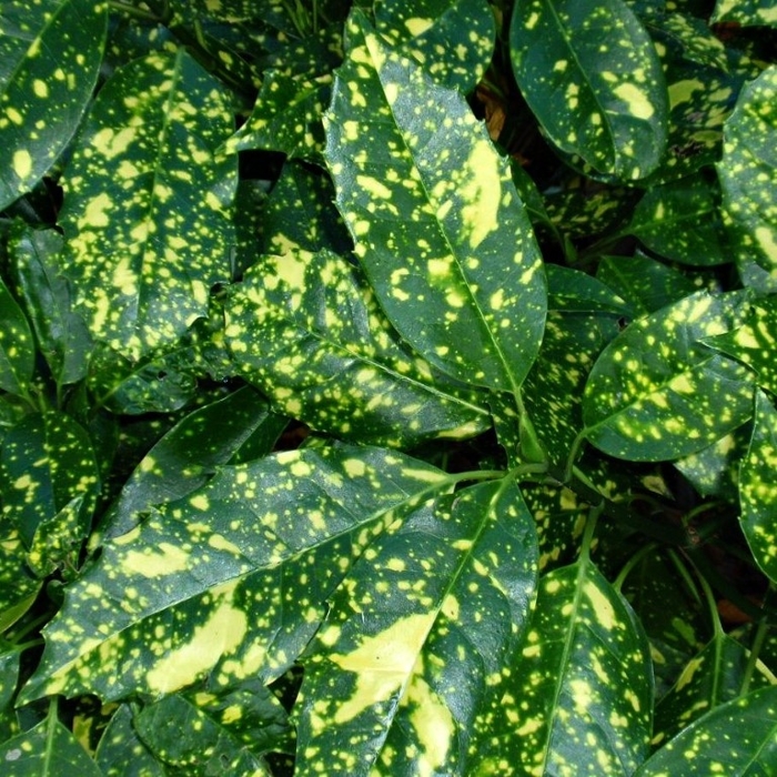 Aucuba japonica Variegata Co17